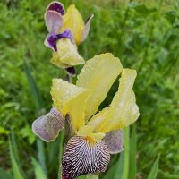 Красавец ИРИС после  дождя! :: Olga Oskolkova