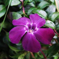 Барвинок :: Людмила Смородинская Барвинок :: Людмила Смородинская