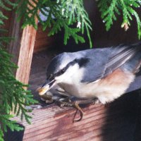 Поползень завтракает :: Людмила Смородинская