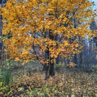 Золото леса :: Денис Бочкарёв