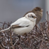 из жизни воробьев.белый воробей. :: юрий макаров из жизни воробьев.белый воробей. :: юрий макаров
