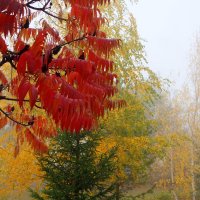 Холодные туманы октября.. :: Андрей Заломленков