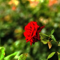 Королева :: Юрий Гайворонскiий Королева :: Юрий Гайворонскiий