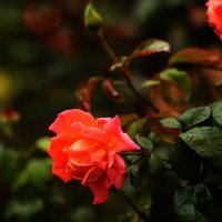 Пасмурные цветы :: Юрий Гайворонскiий Пасмурные цветы :: Юрий Гайворонскiий