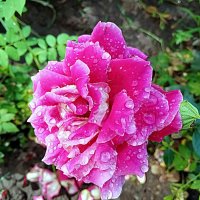 Роза. :: Владимир Драгунский