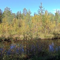 Лесными тропинками :: Ольга Лесными тропинками :: Ольга