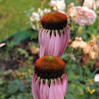 Готовится ко сну :: Ната57 Наталья Мамедова Готовится ко сну :: Ната57 Наталья Мамедова