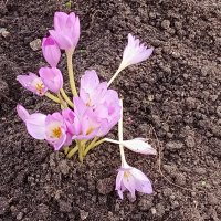 Несмотря на осень :: Виктор 