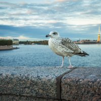 Птица - царица :: Nyusha .