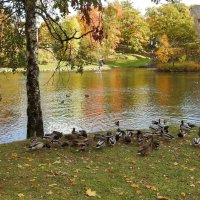 осень :: ИННА ПОРОХОВА