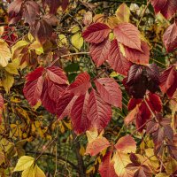 Яркая примета осени. :: Петр Беляков