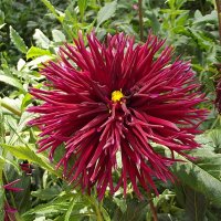 Георгин :: Freddy 97