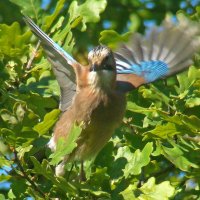 сойка :: gawrilа - dan