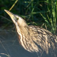 Спряталась :: Владимир Иванович