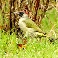 Зеленый дятел :: Светлана 