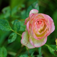 Поздняя роза после дождя :: Светлана 