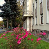 Октябрьские розы :: Мария Васильева