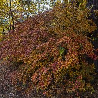 Жимолость :: Сергей Фомичев