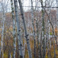 Березы :: Сергей Никифоров Березы :: Сергей Никифоров