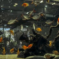 Аквариум 2025г :: ujgcvbif 