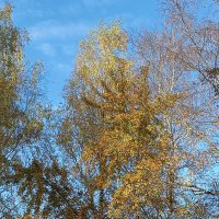 Осень :: BoxerMak Mak