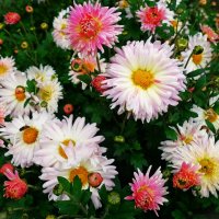 Еще цветут хризантемы в саду :: Aida10 