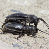 Жучки-семечки ) :: Константин Штарк