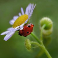 Капельки осеннего дождя.... :: Надежда Куркина 