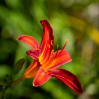 Про лилейник... :: Николай Гирш Про лилейник... :: Николай Гирш