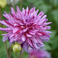 Георгин :: Татьяна Тюменка Георгин :: Татьяна Тюменка