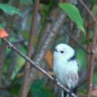 ополовник :: gawrilа - dan