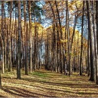 В осеннем парке. :: Aquarius - Сергей