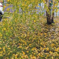 Березовая осень :: Валерий Иванович Березовая осень :: Валерий Иванович