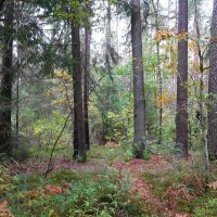 В осеннем лесу :: Рита Симонова