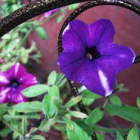 Возле дома :: Людмила Смородинская Возле дома :: Людмила Смородинская