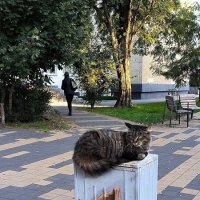 Зеленоградские котики. :: Ольга 