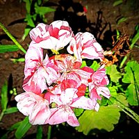 Цветы. :: Владимир Драгунский