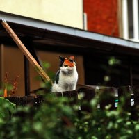 Изучает... :: Юрий Гайворонскiий