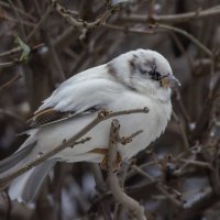 из жизни воробьев.белый воробей. :: юрий макаров