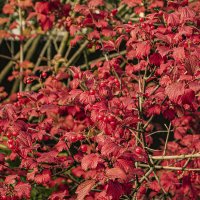 Красным, красно. :: Петр Беляков