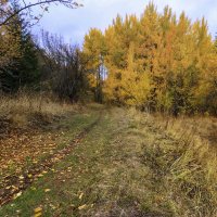 Мимо желтого облака из листьев :: LudMila 