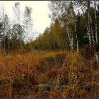 Осень на болоте :: Aleksandr Gal