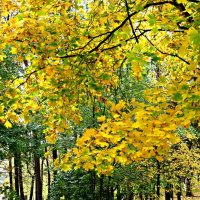 В золотую осень :: Елена Семигина