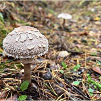 Набрала много зонтиков. :: Валерия Комова