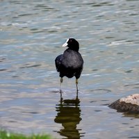 На вид "крутой перец" ... :: Alexandеr P