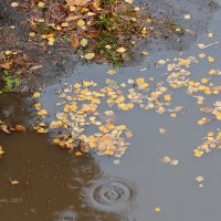 После дождя :: Александр Синдерёв