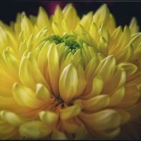 Хризантема :: Руслан 