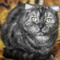 Муся :: Игорь Протасов