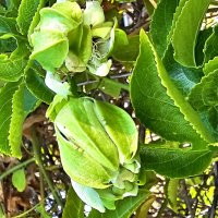 Пассифлора :: Аркадий Басович