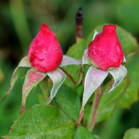 Последние бутончики :: Светлана Последние бутончики :: Светлана